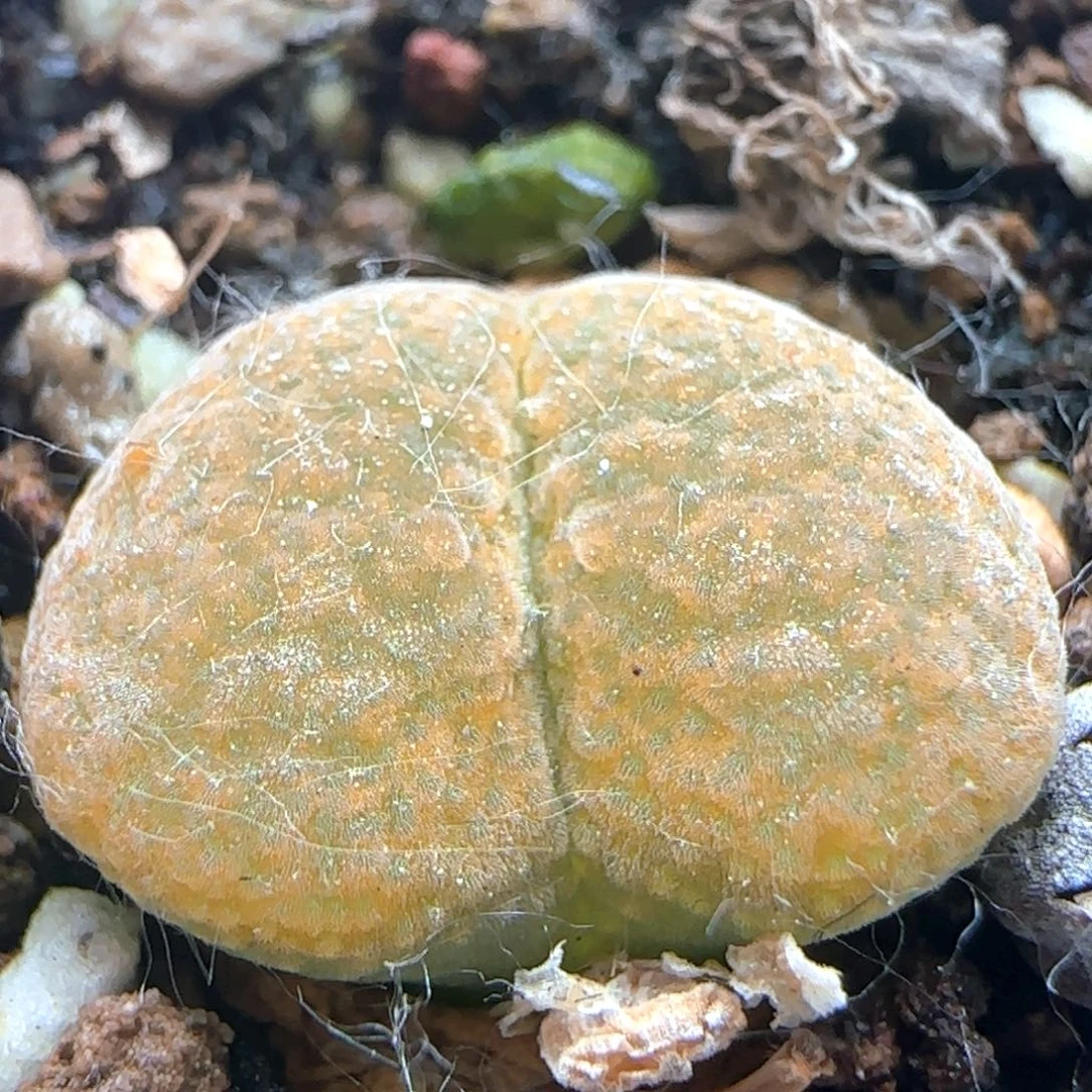 5.11.40/超蛋/多肉植物