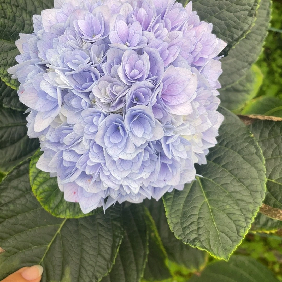 完全开放绣球切花一物一拍3枝起包邮，28