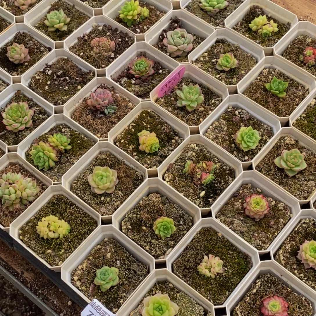 773多肉植物我的
