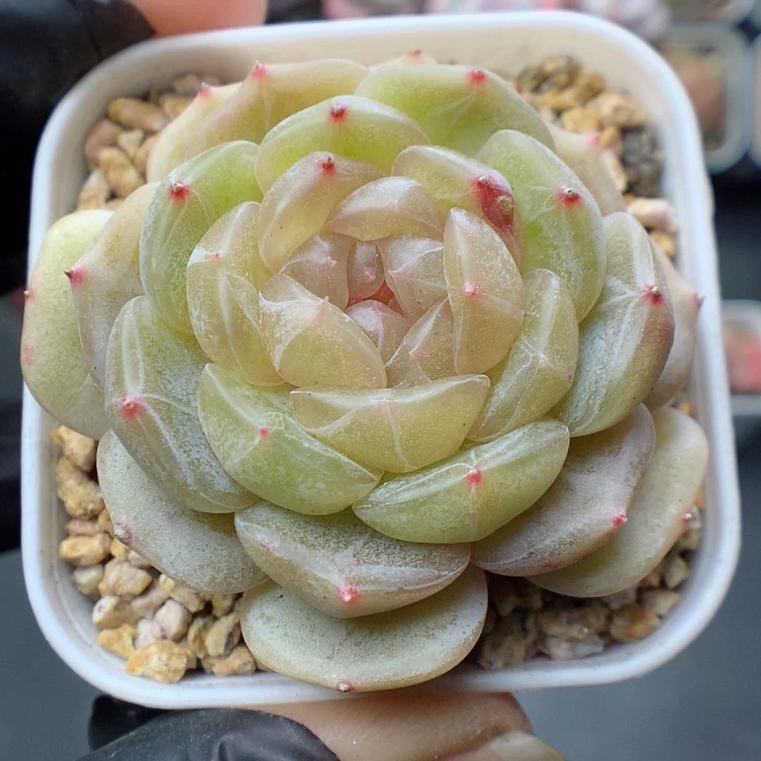 多肉植物。 白恋57