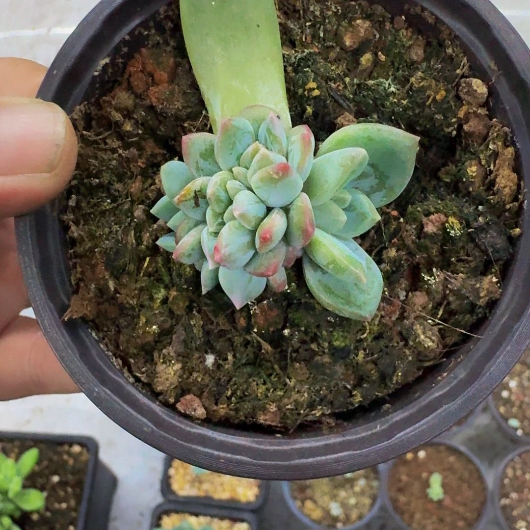 艾米丽 5头 一物一拍