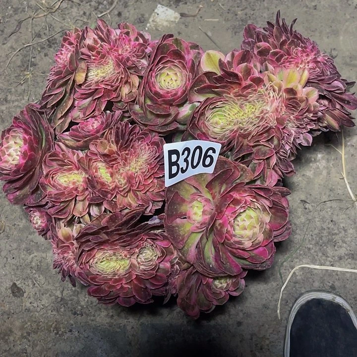 半糖荔枝法师28-39包邮