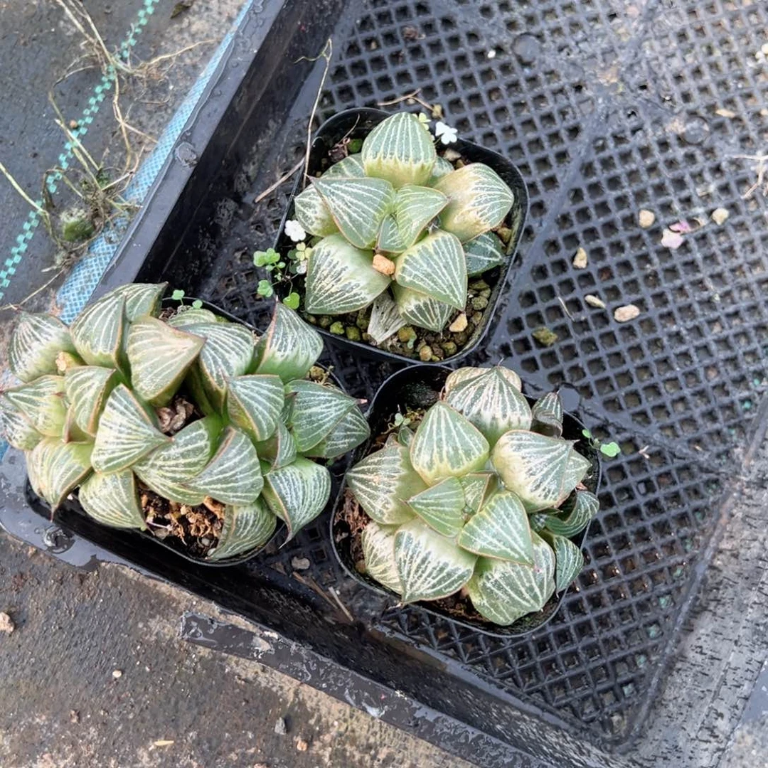 love母本多肉植物一颗多肉