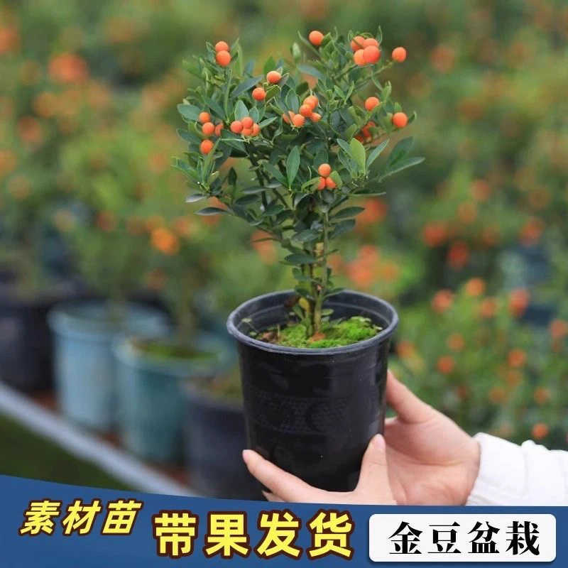 原生小老桩浙豆豆福豆豆