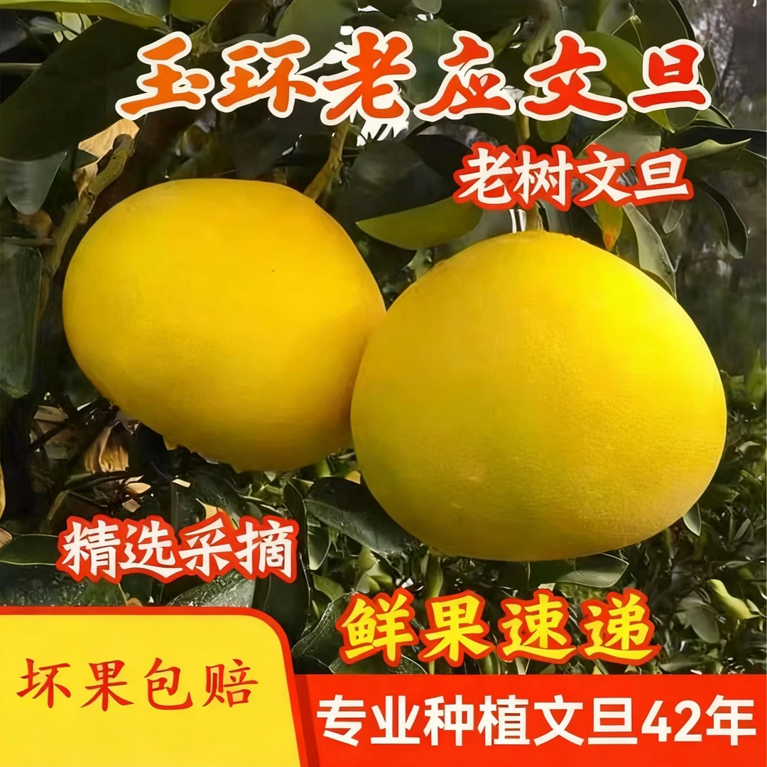 正宗玉环文旦柚子老树果白心柚当季新鲜现摘水果孕妇适宜产地直发