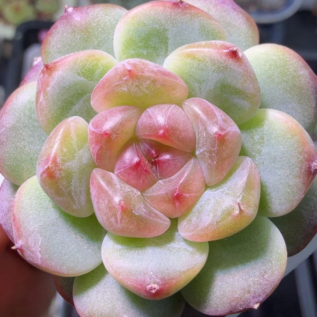 甜心单头二十包邮元旦福利