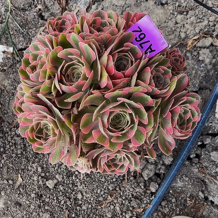 香妃法师28//-14包邮