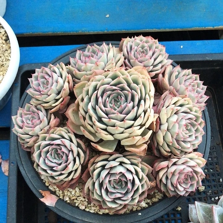 爱格丽尔多肉植物