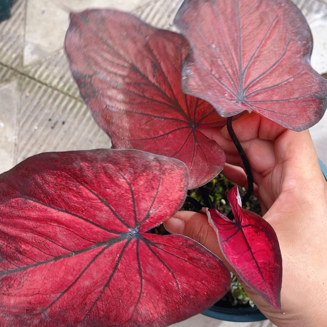 完全开放泰彩一物一拍157