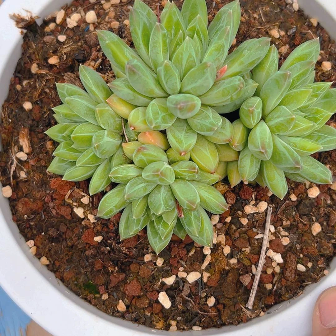 爱**己钻石玫瑰群生一个