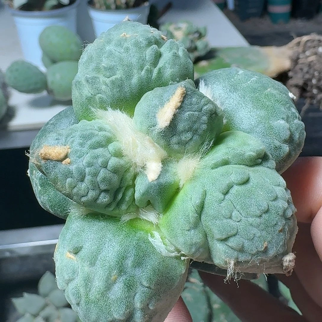 【闪购商品】无花朵丸尤怒484