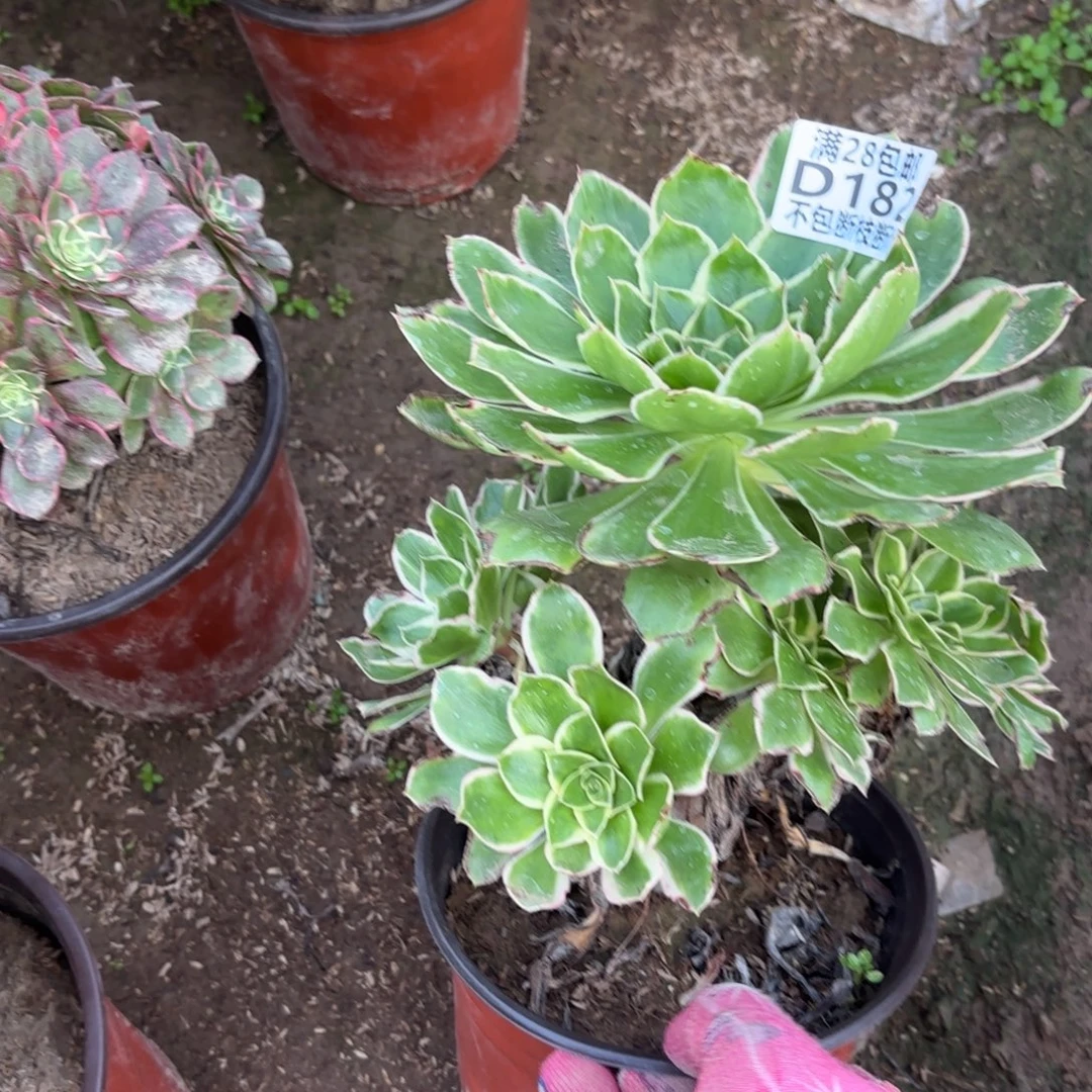 M. 182绿玫瑰白多肉11222