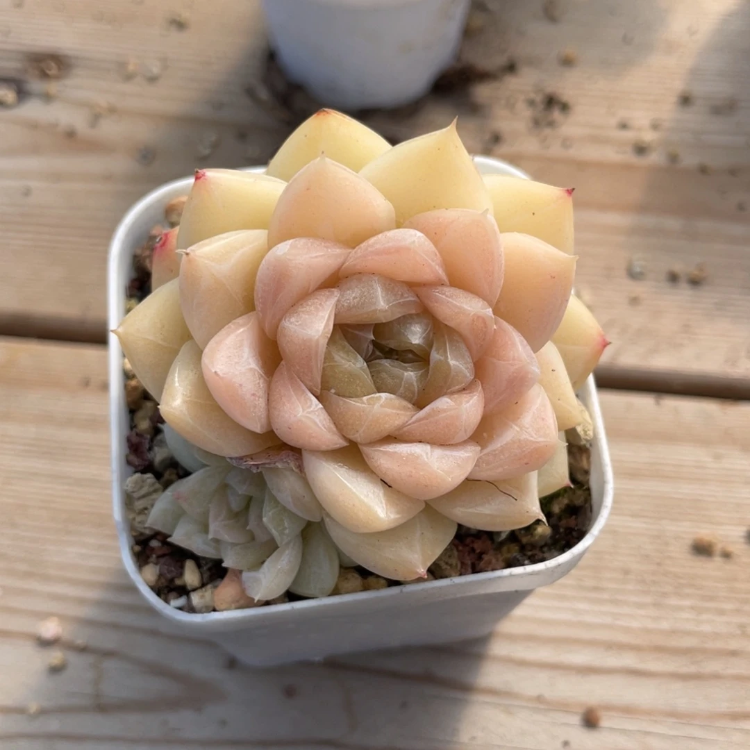 优选奶油蛋糕多肉2979