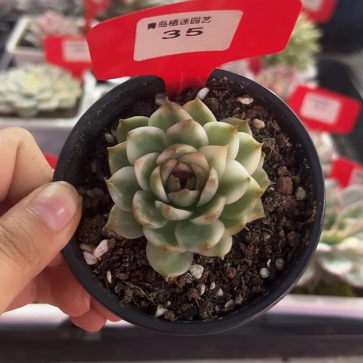 35号黑水晶锦多肉植物