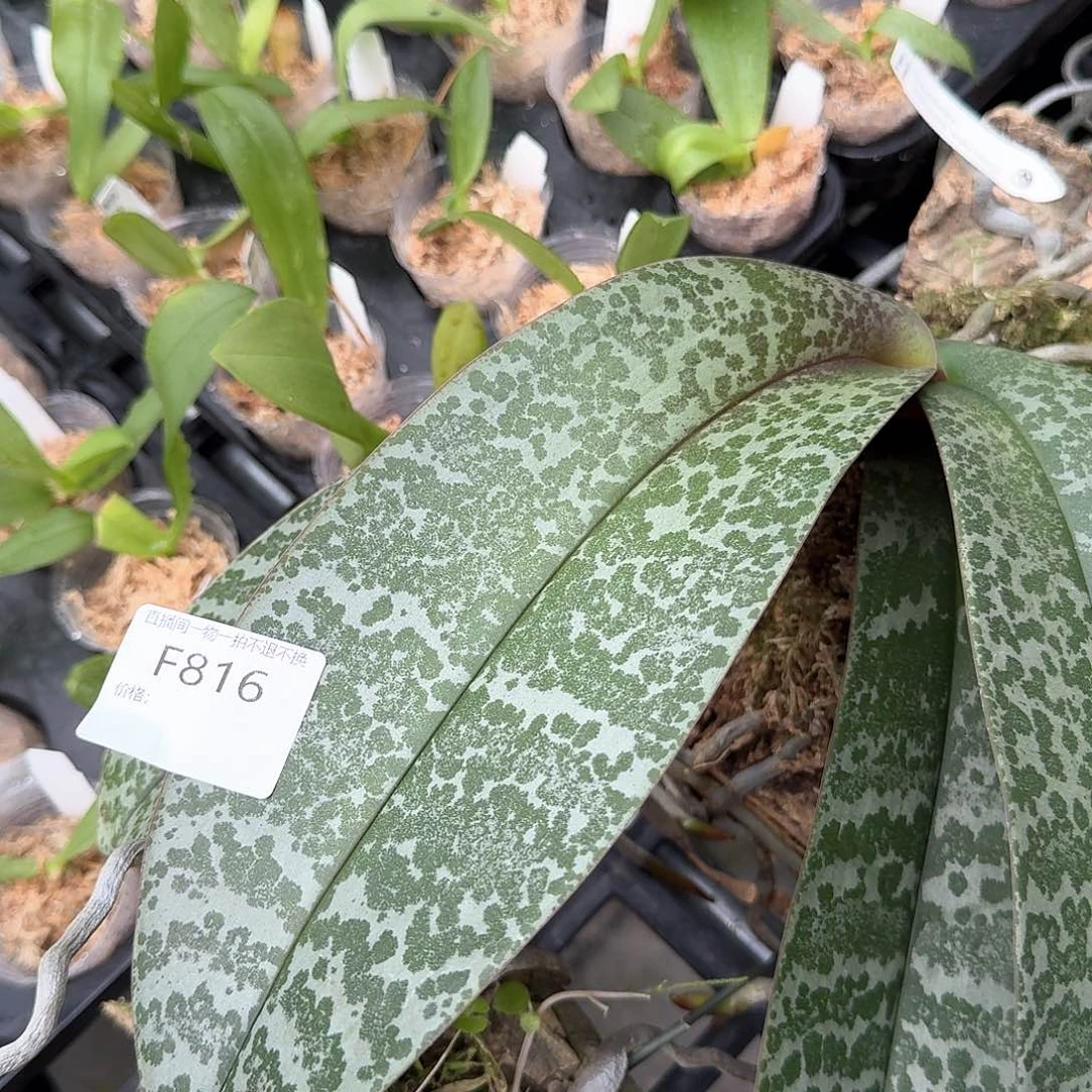 当前无花栽培后可以开花Q*S  F816，板植，冠军西