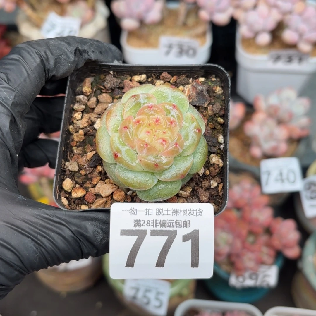 玉钻单头无盆土发货