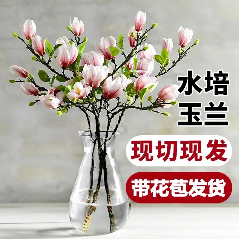 水培玉兰花卉遇水开花室内水培植物办公室好养绿植净化空气除甲醛