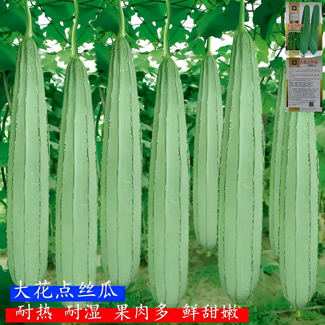 早熟花点丝瓜种子八角棱角大肉丝瓜大花点棱角甜丝瓜菱角丝瓜种子