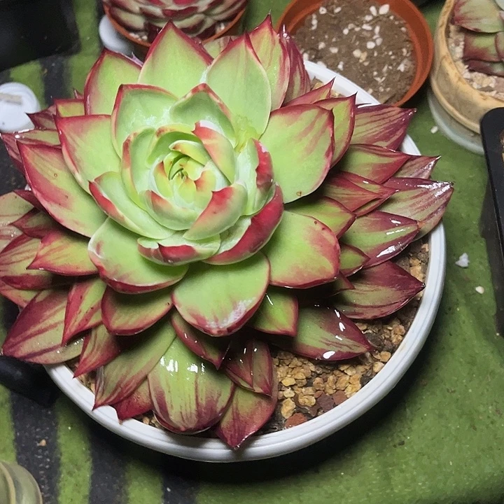 惊鸿仙子多肉植物09