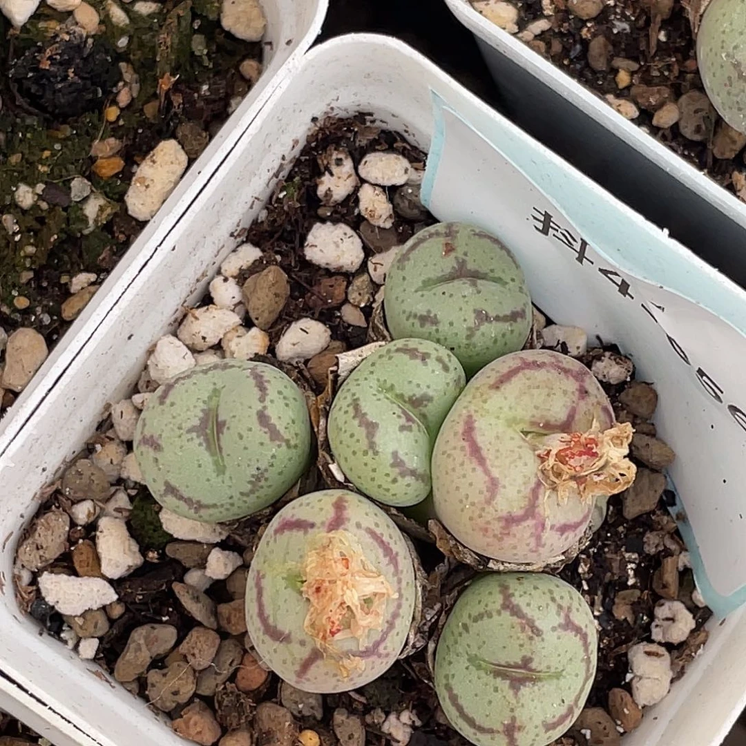 4-56猴多肉植物肉锥