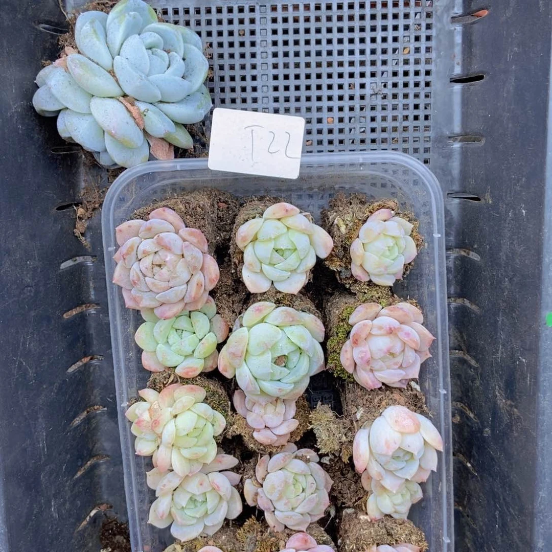 春泥家框拍链接T22