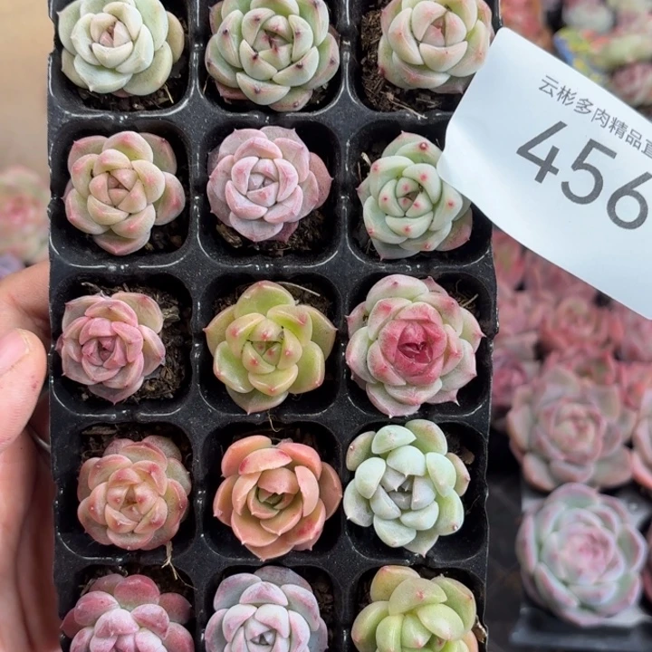 孙***456。