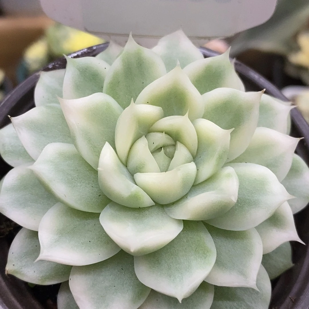 658麦秆哈哈哈哈哈哈哈