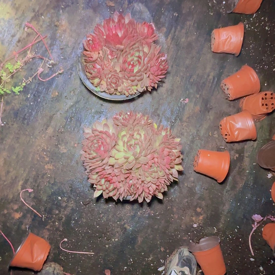 盆栽红东云多肉1颗