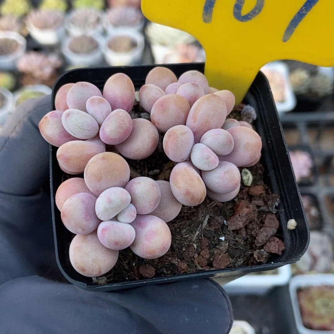 707桃蛋多肉植物多肉