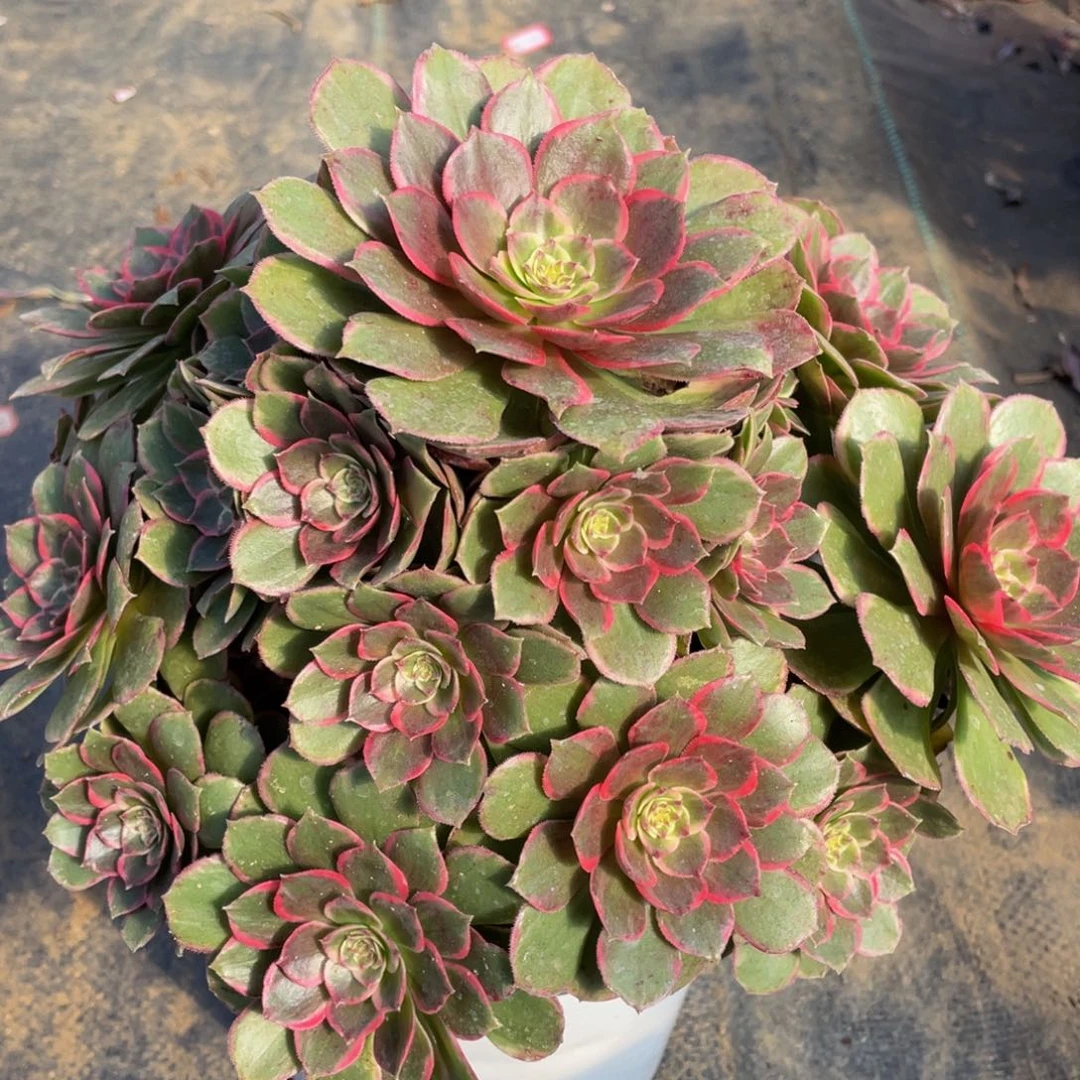 470粉花妖精品法师多肉