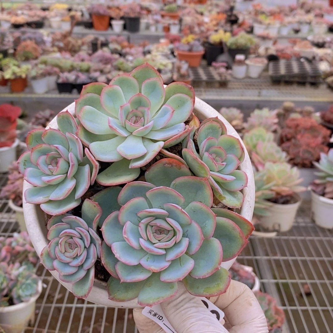 729晨露多头一物一拍