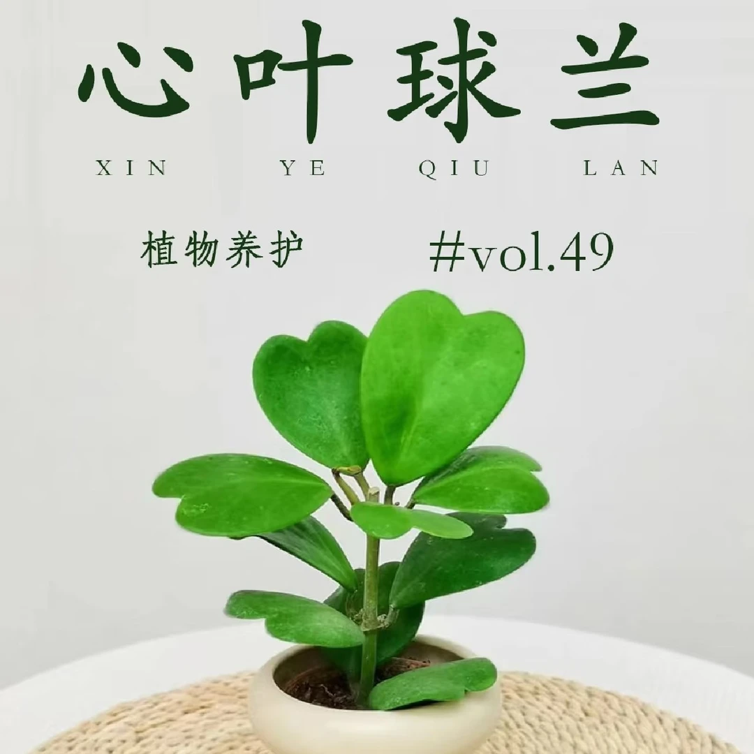 一片心多肉植物带盆土发货（满15.8包邮）