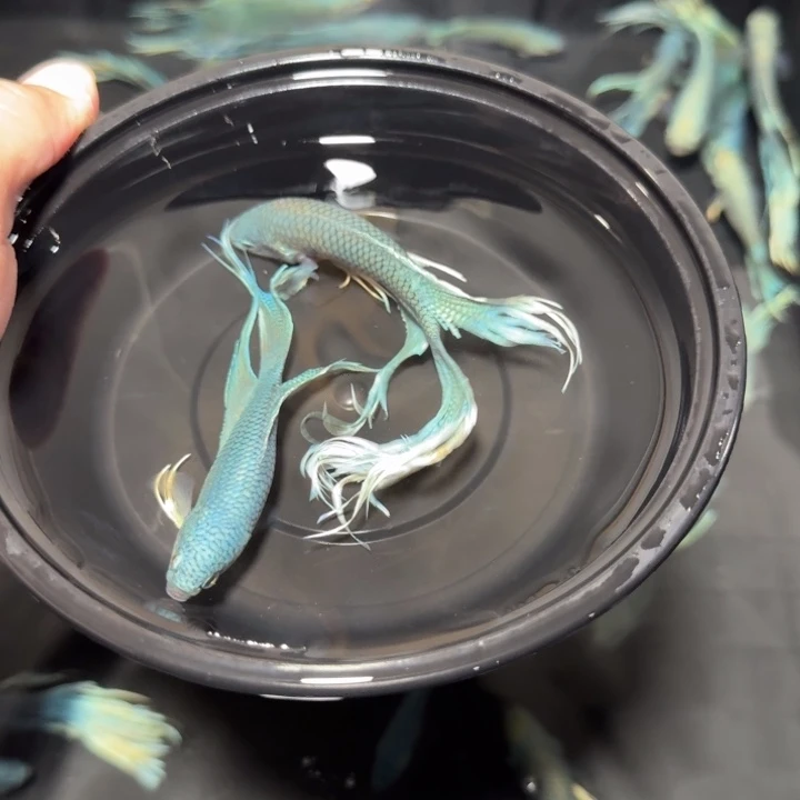 斗鱼直播间对图无纹蓝14