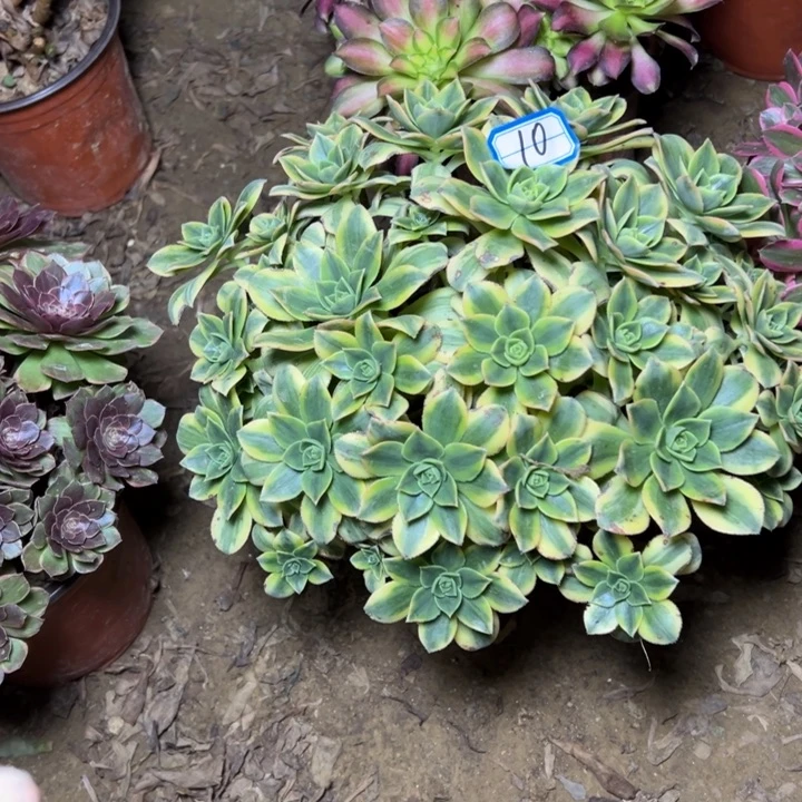 多肉植物星爆法师10