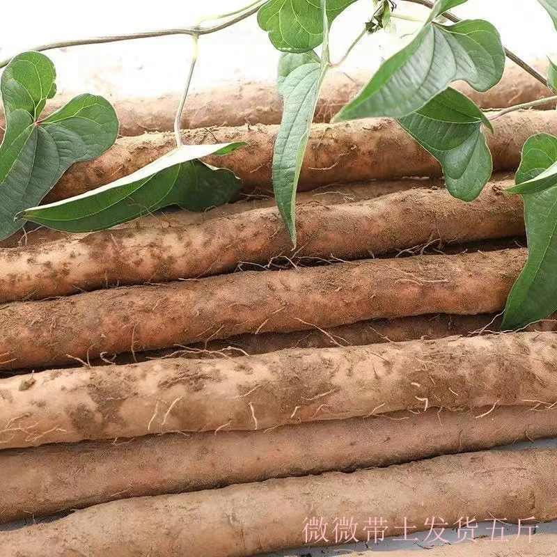 【江苏助农】铁棍山药软糯香甜产地生鲜蔬菜带箱五斤30-50厘米