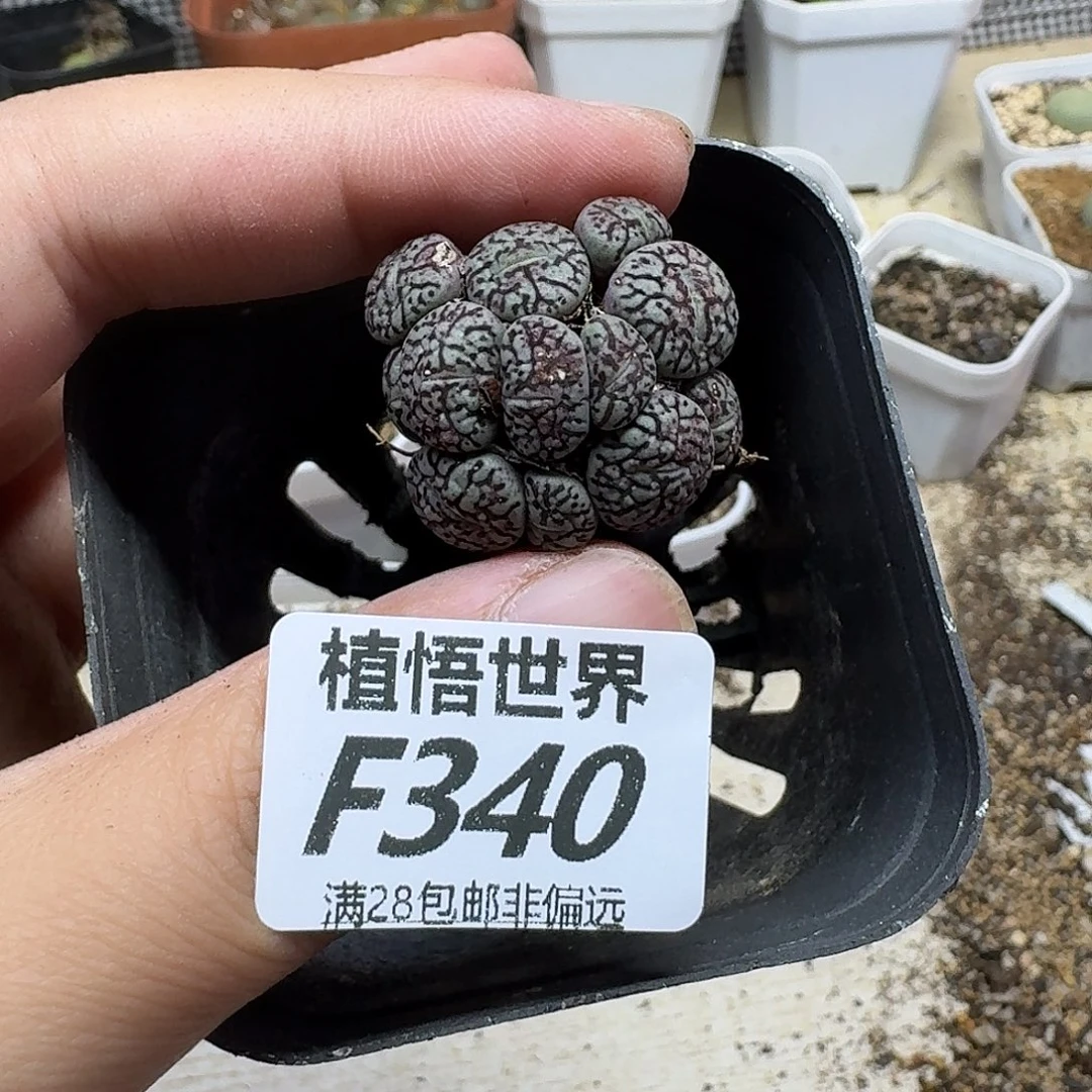 多肉植物的人生fhb