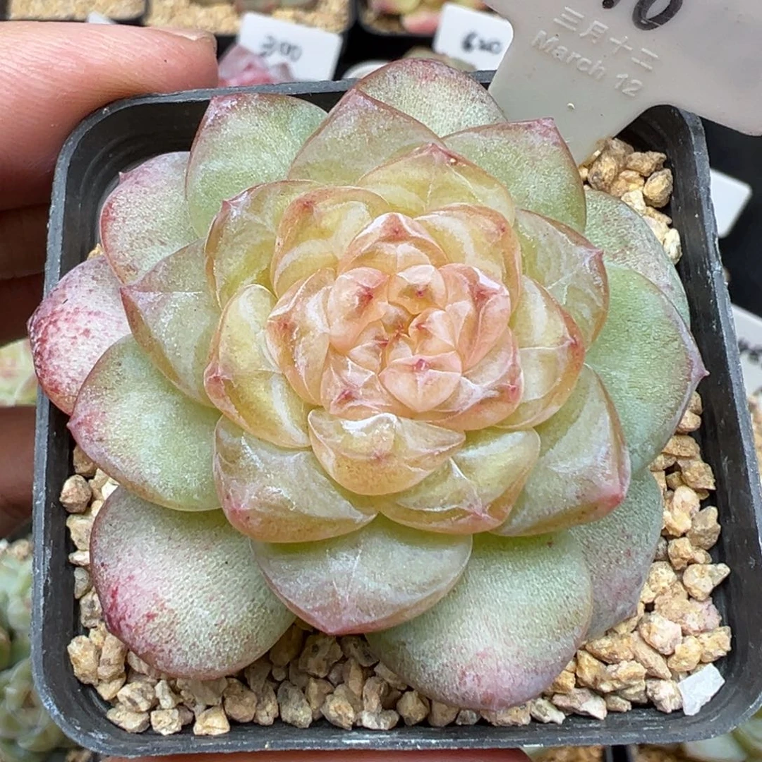 716号风花雪月系列清歌