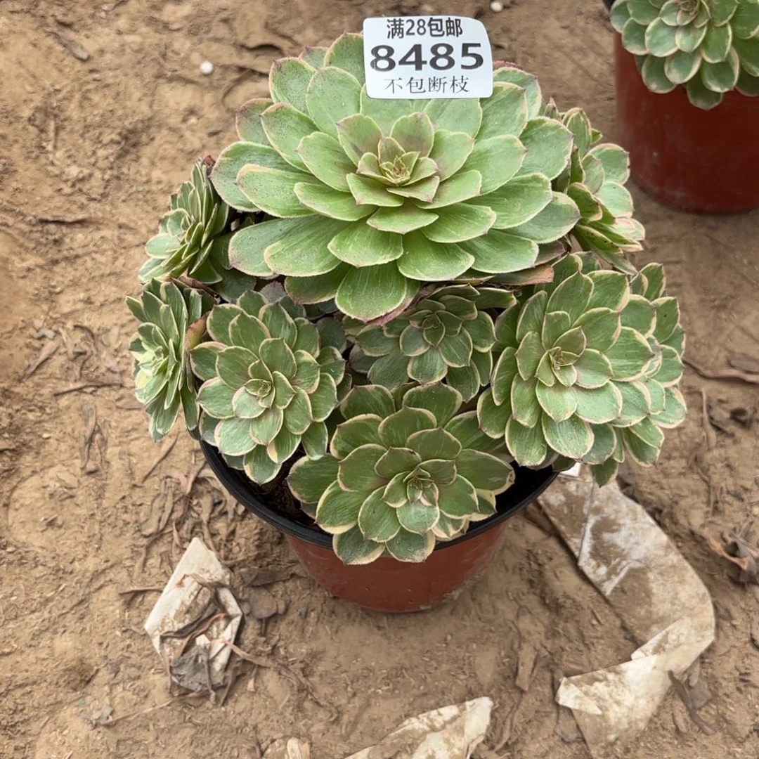 M. 8485莲花座多肉，bad
