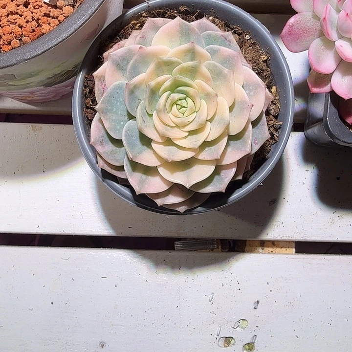 白牡丹锦多肉植物