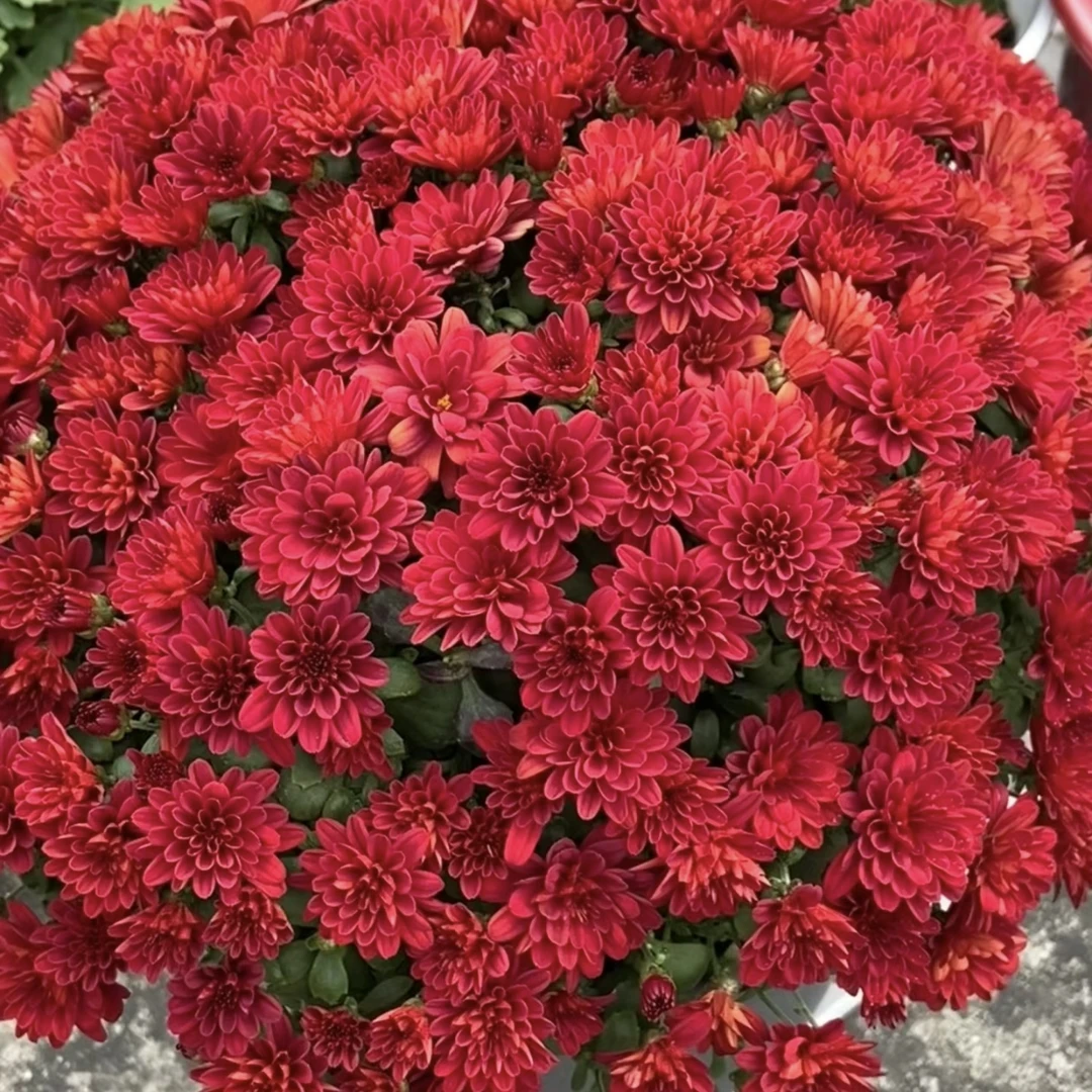 绚秋红枫球菊盆栽多年生庭院阳台耐热耐晒爆花强新手易养护发货快