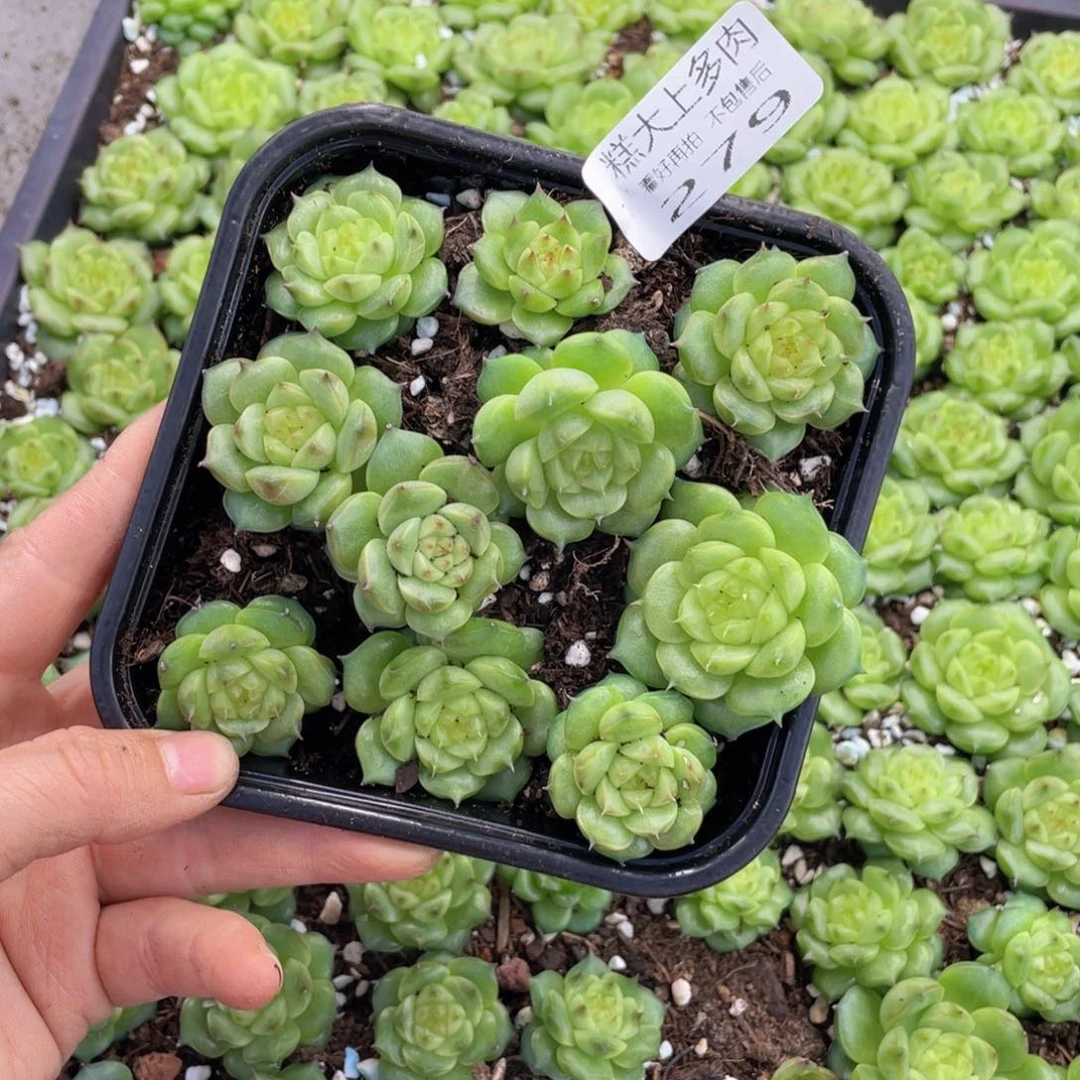 糕大上多肉植物279