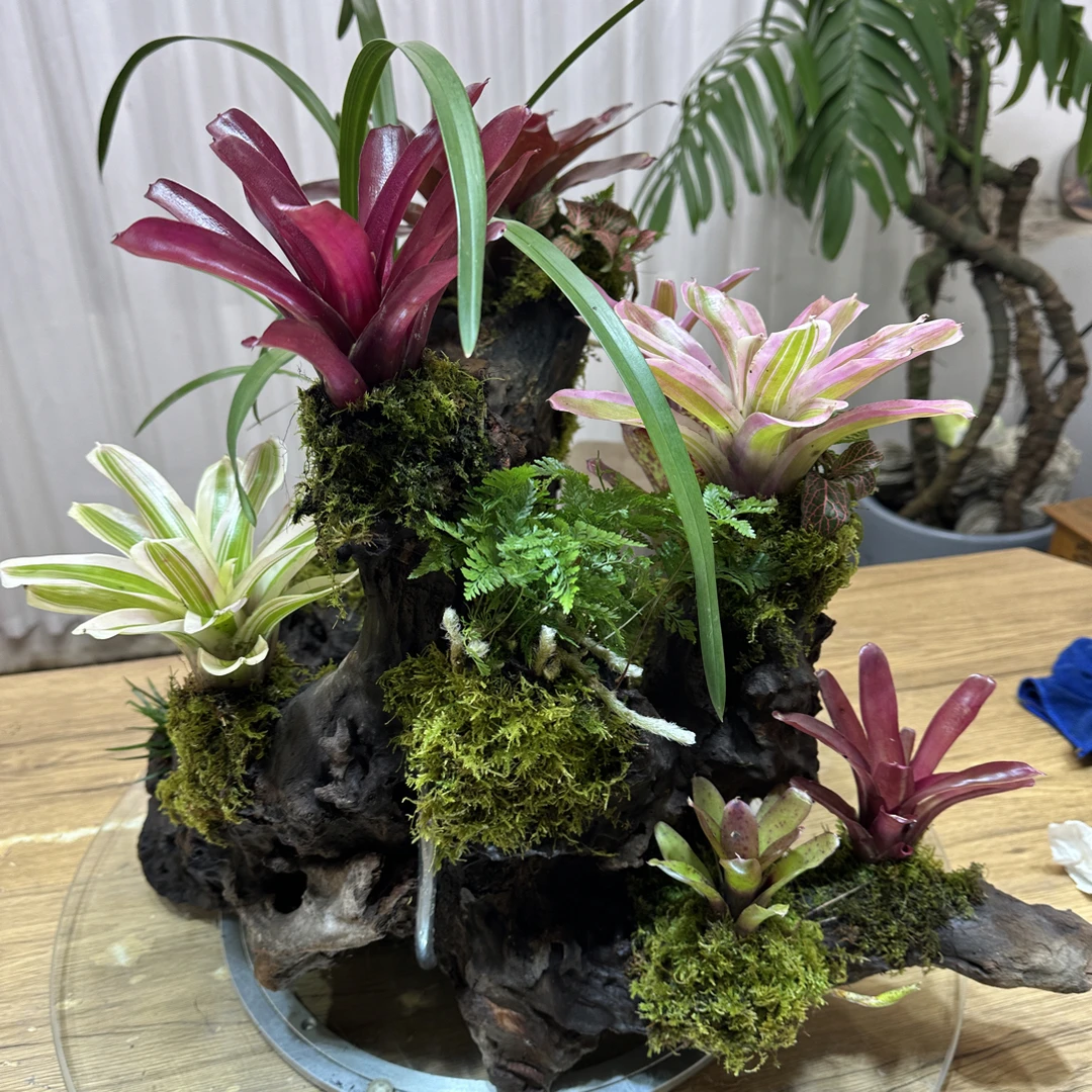 14-100链接老桩植物海岛茶室办公室绿植盆景室内绿植绿植盆栽室内