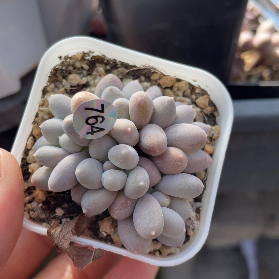 溜溜球奶酪多肉植物