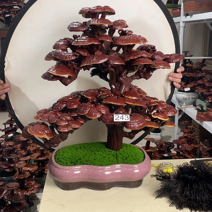 连*姐243000000000000000