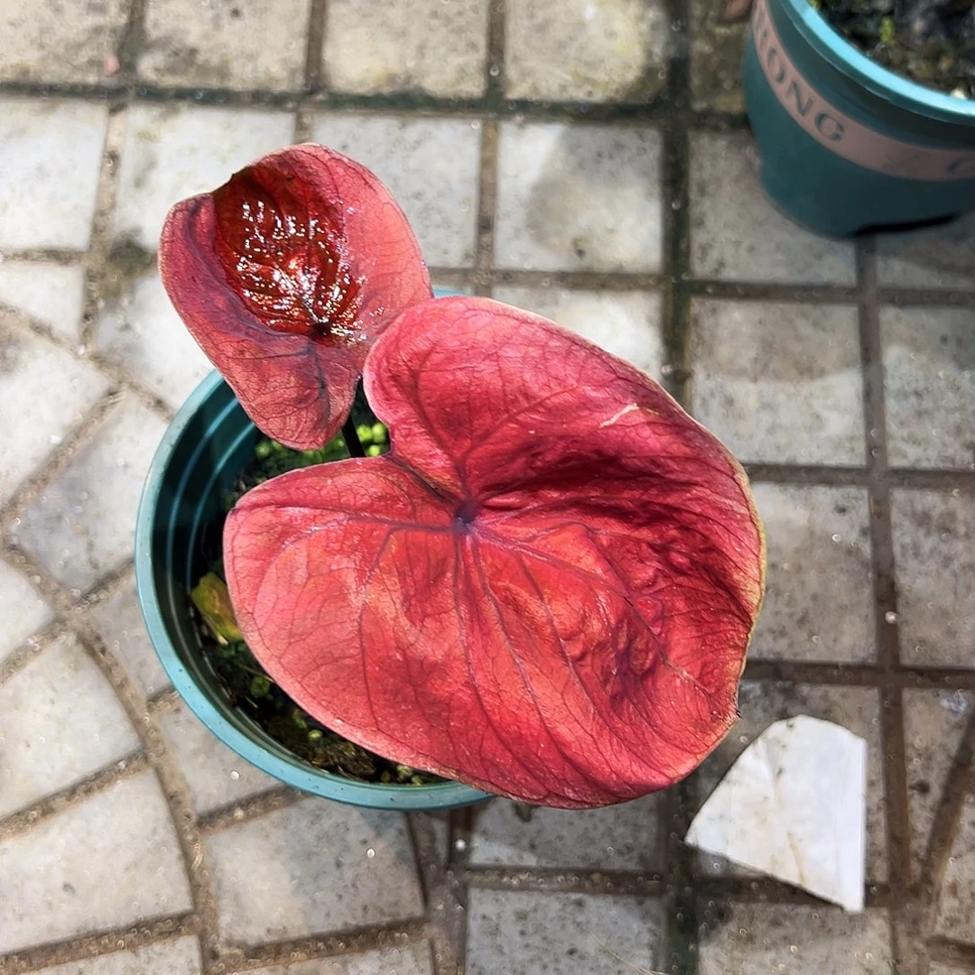 迪***闪完全开放3911泰彩