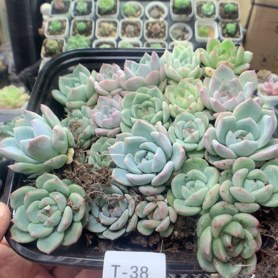 无花朵T38月英语英语英语