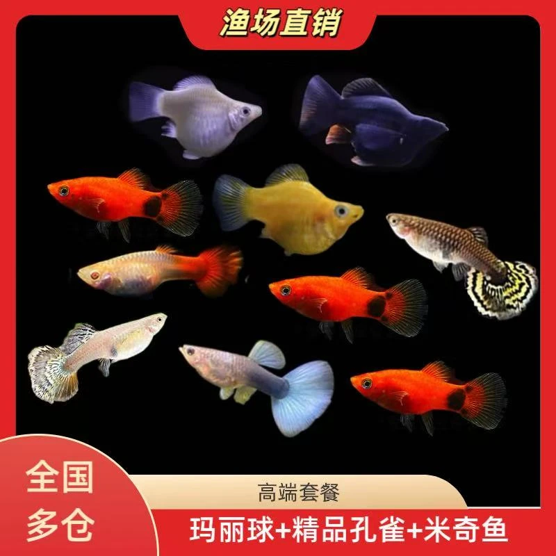 孔雀鱼热带鱼观赏鱼苗小型淡水鱼好养耐活易繁殖米奇鱼玛丽球活鱼