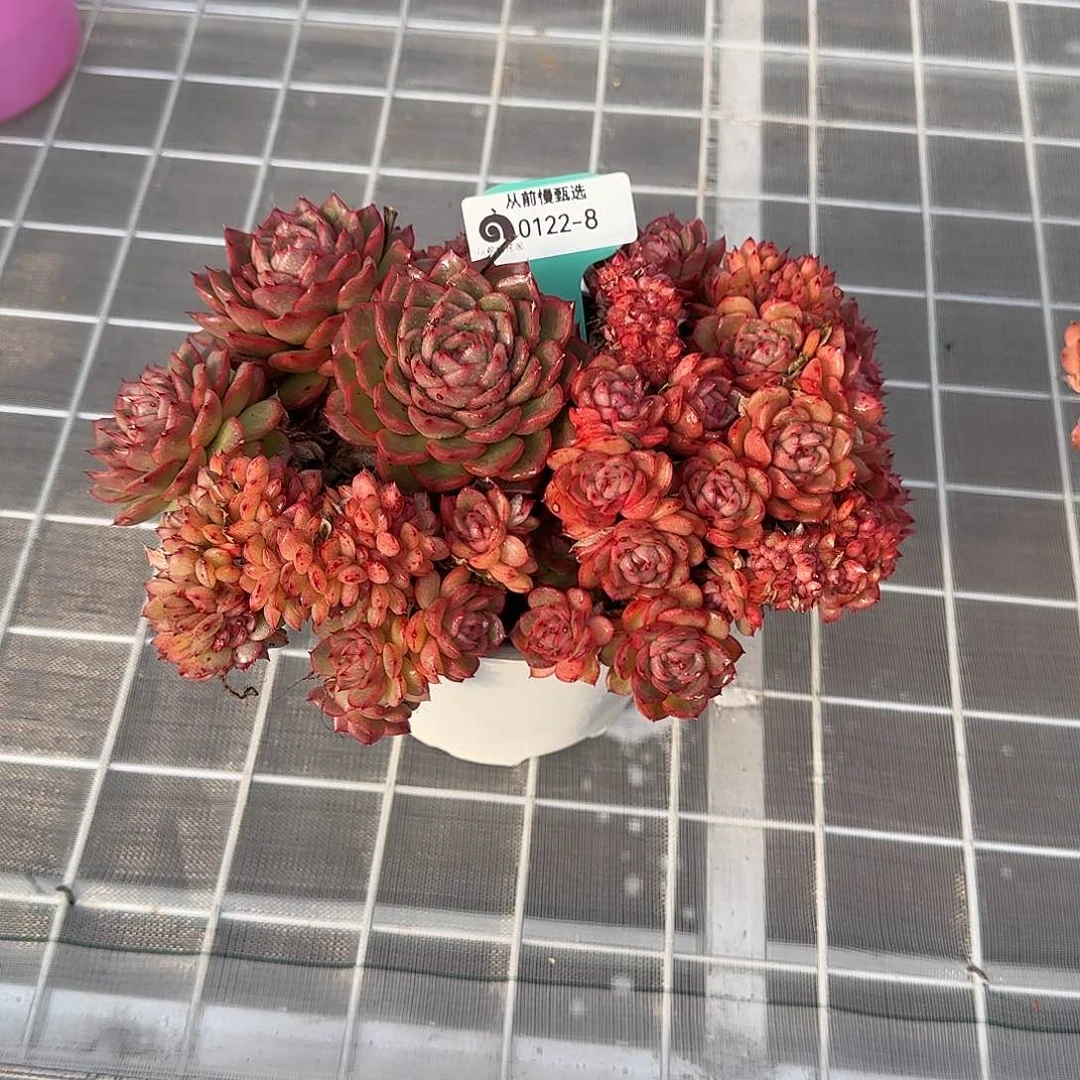 珍*从前慢花园精选0122-8