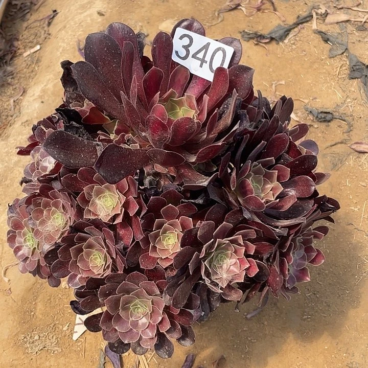 多肉植物法师340花呐