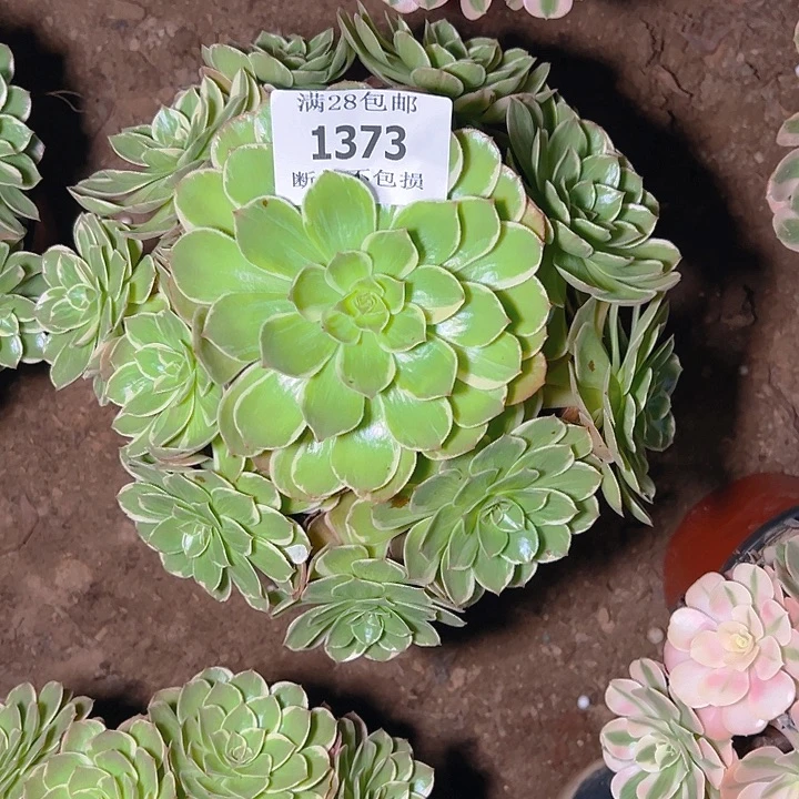 1373莲花座多肉植物